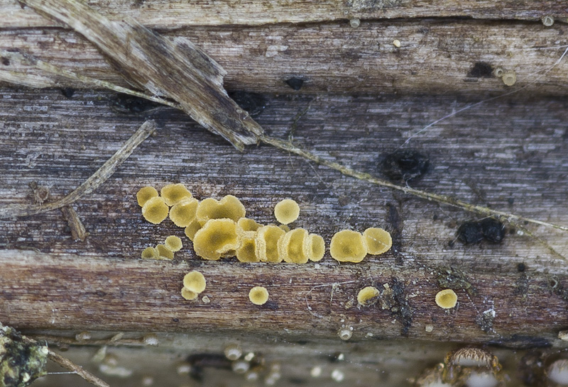 Calycellina ulmariae